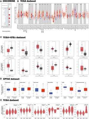 Pan-Cancer Study of SHC-Adaptor Protein 1 (SHC1) as a Diagnostic, Prognostic and Immunological Biomarker in Human Cancer